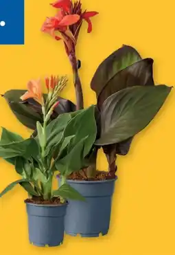 Lidl Blühende Canna Angebot