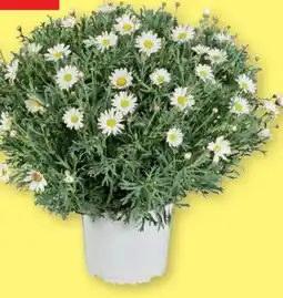 Lidl Dehner Marken Qualität Margeritenbusch Angebot