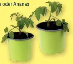 Lidl Bio Tomaten Raritäten Angebot