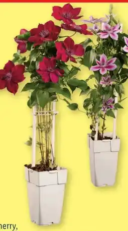 Lidl Clematis Waldrebe Angebot