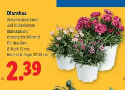 Lidl Dianthus Angebot
