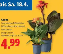 Lidl Canna Angebot