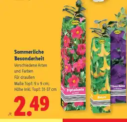 Lidl Sommerliche Besonderheit Angebot