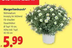Lidl Margeritenbusch Angebot