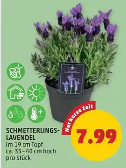 PENNY Schmetterlings- lavendel Angebot