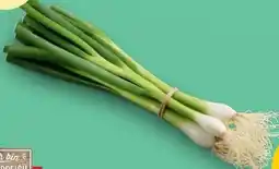 PENNY Ich bin Österreich Jungzwiebeln Angebot