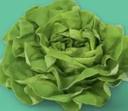 PENNY Ich bin Österreich Häuptelsalat Angebot