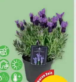 PENNY Schmetterlingslavendel Angebot