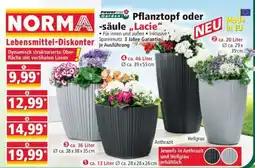 Norma Pflanztopf oder -säule „Lacie“ Angebot