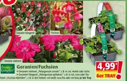Norma Geranien/Fuchsien Angebot