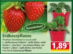 Norma Erdbeerpflanze Angebot