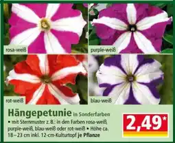 Norma Hängepetunie Angebot