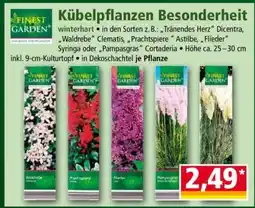 Norma Kübelpflanzen Besonderheit Angebot