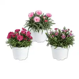 Lidl Dianthus versch. Arten und Blütenfarben Lidl Angebot