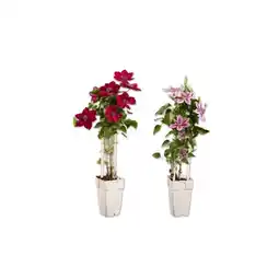 Lidl Clematis (Waldrebe) versch. Blütenfarben Lidl Angebot