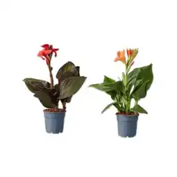 Lidl Canna versch. Blütenfarben Lidl Angebot