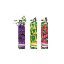 Lidl Sommerliche Besonderheit Verschiedene Arten und Farben Lidl Angebot