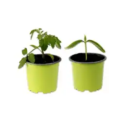 Lidl Bio-Tomaten Rarität versch. Sorten Lidl Angebot