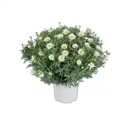 Lidl Margeritenbusch Lidl Angebot