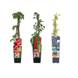 Lidl Bio Beerenstrauch versch. Sorten Lidl Angebot
