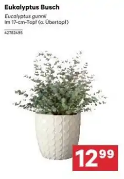 BayWa Eukalyptus busch Angebot