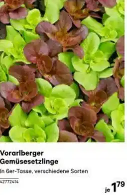 BayWa Vorarlberger Gemüsesetzlinge 42772414 Angebot