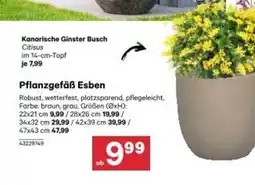 BayWa Pflanzgefäß esben Angebot