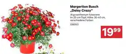 BayWa Margeriten busch daisy crazy Angebot
