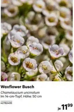 BayWa Waxflower Busch 42782495 Angebot