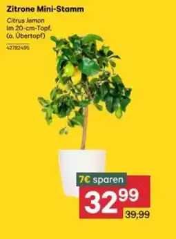 BayWa Zitrone Mini-Stamm Angebot