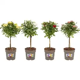 Metro Rosenstamm verschiedene Farben, Preisangabe ohne MwSt. (Preis inkl. MwSt. 19,99 €), METRO Angebot