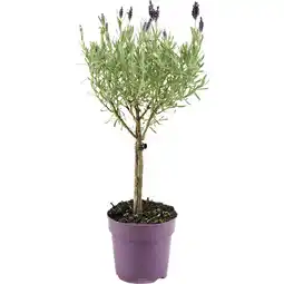 Metro Lavendelstamm Anouk, Preisangabe ohne MwSt. (Preis inkl. MwSt. 8,46 €), METRO Angebot