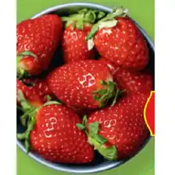 Hofer Gourmet Erdbeeren HOFER Angebot