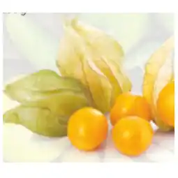 Hofer Physalis HOFER Angebot
