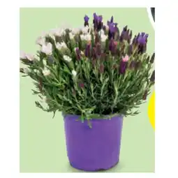 Hofer Schopflavendel-Trio, Ø Topf: 19 cm HOFER Angebot