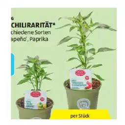 Hofer Bio-Paprika-/Chilirarität versch. Sorten HOFER Angebot