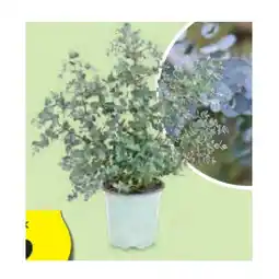 Hofer Eukalyptus HOFER Angebot