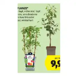 Hofer Obstpflanzen Duo/Trio versch. Sorten HOFER Angebot