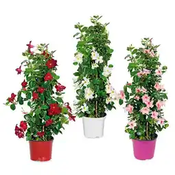 Hofer Dipladenia HOFER Angebot