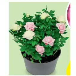 Hofer Rosenschalen-Duo, Ø Schale: 18 cm HOFER Angebot