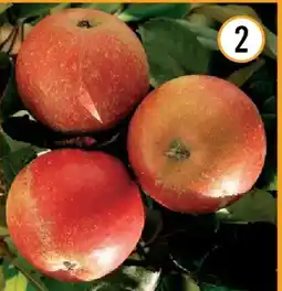 Hornbach Bio-apfel cox orange Angebot