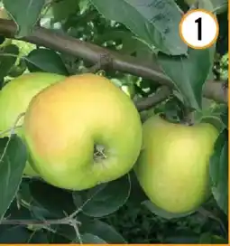 Hornbach Bio-apfel gravensteiner Angebot