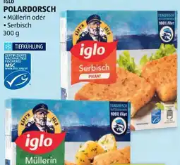 Hofer Iglo Polardorsch Angebot