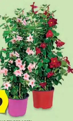 Hofer Dipladenia Angebot