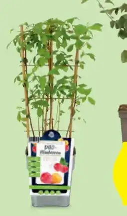 Hofer Obstpflanzen Duo Angebot