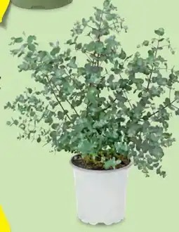 Hofer Eukalyptus Angebot