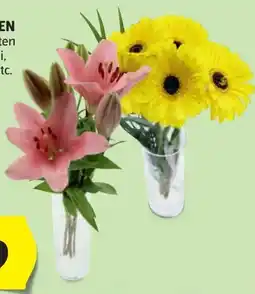 Hofer Schnittblumen Angebot