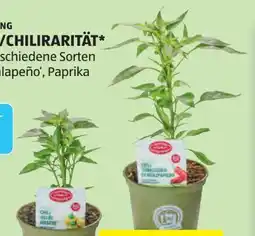 Hofer Zurück zum Ursprung Bio Paprika Chilirarität Angebot