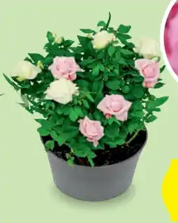 Hofer Rosenschalen-Duo Angebot