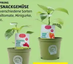 Hofer Zurück zum Ursprung Bio-Kindersnackgemüse Angebot